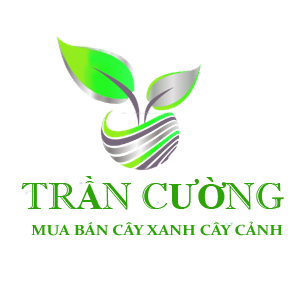 Cây Xanh Cây Cảnh Trần Cường – Mua bán cây Xanh Miền Trung